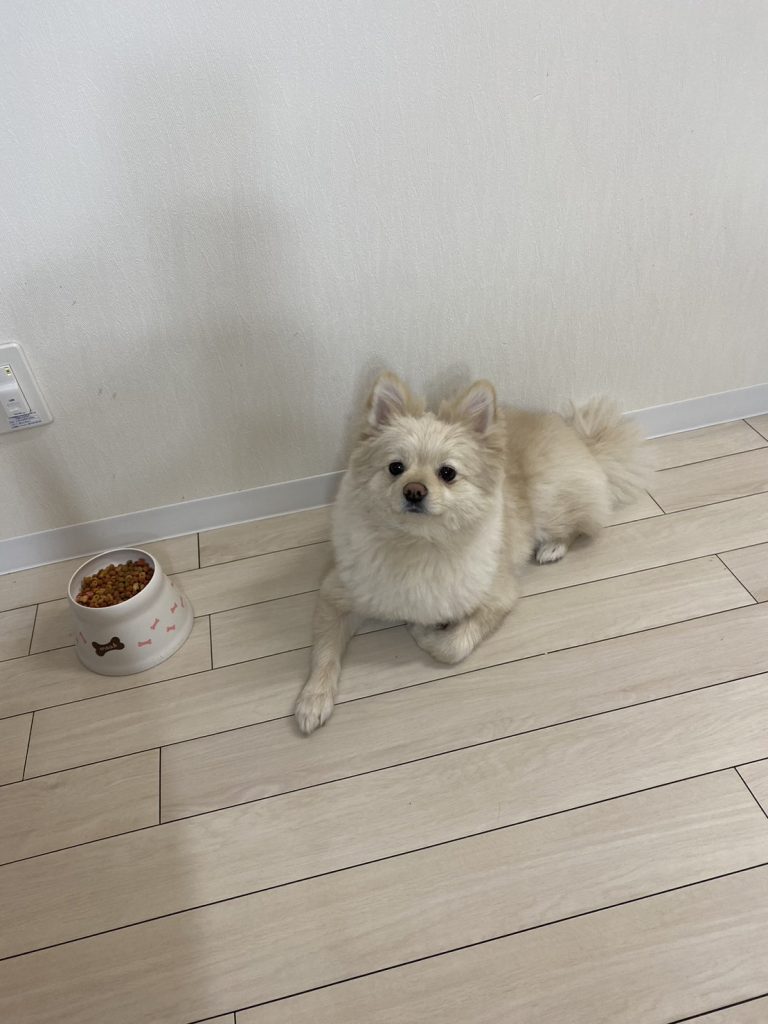 ペットと暮らす🐶
