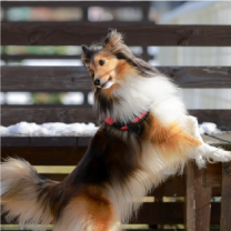 木目フェンス工事+砂場 (ドックラン用)