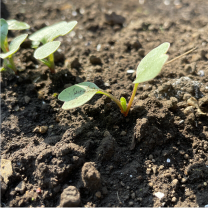 黒土工事 (家庭菜園用の畑用)